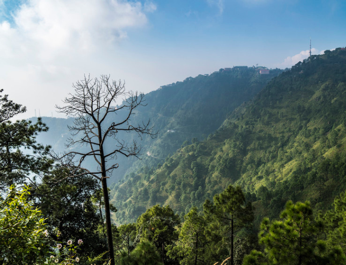 Kasauli Car Tour Package